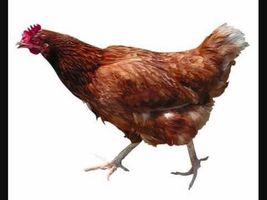Chicken song 10 hours! Chicken song 10 hours!