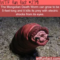The mongolian death worm - WTF fun facts