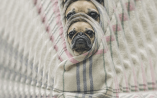 The Pug In A Rug The Pug In A Rug