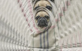 The Pug In A Rug The Pug In A Rug