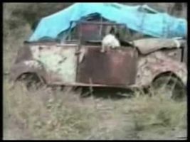 Funny Cats Funny Cats