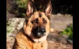 Some dogs you've just got to see! German Shepherds Some dogs you've just got to see! German Shepherds