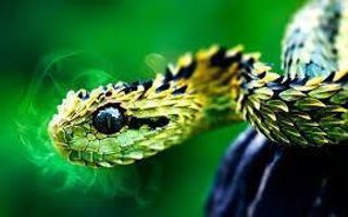 Animal Lovers's Photo Animal Lovers's Photo