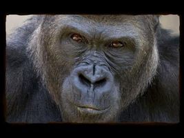 Taunted Gorilla Shows Kids Who's Boss Taunted Gorilla Shows Kids Who's Boss