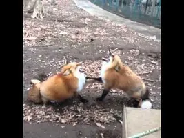 Gekkering Foxes Gekkering Foxes