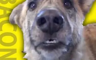 Ultimate Dog Tease Ultimate Dog Tease