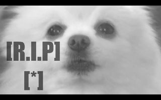 TRIBUTE TO GABE THE DOG TRIBUTE TO GABE THE DOG