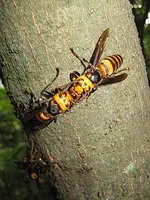 Asian giant hornet - Wikipedia, the free encyclopedia Asian giant hornet - Wikipedia, the free encyclopedia