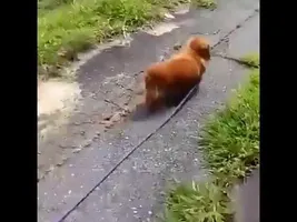 Dog owner pretends to suddenly collapse and records the dog's reaction Dog owner pretends to suddenly collapse and records the dog's reaction