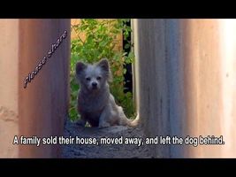 A family sold their house, moved away, and left the dog behind. Please share. A family sold their house, moved away, and left the dog behind. Please share.