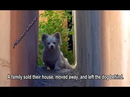 A family sold their house, moved away, and left the dog behind. Please share. A family sold their house, moved away, and left the dog behind. Please share.