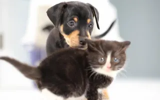 Kittens Meet Puppies For The First Time Kittens Meet Puppies For The First Time