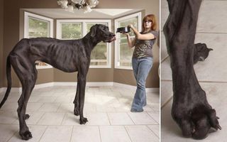 Video: Guinness World Records 2013: US Great Dane is planet's tallest dog - Telegraph Video: Guinness World Records 2013: US Great Dane is planet's tallest dog - Telegraph