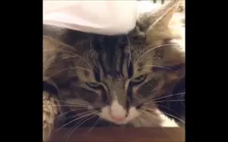 Ultimate cat vines compilation - Best cat vines 2014 / 2015 Ultimate cat vines compilation - Best cat vines 2014 / 2015