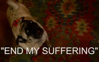 pug party pug party