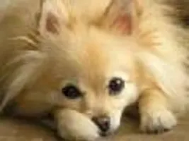 What's your fave dog breed?! What's your fave dog breed?!