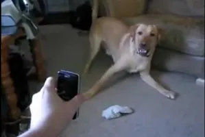 Animals Getting Scared Over Nothing Animals Getting Scared Over Nothing