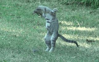 GANGNAM CAT! GANGNAM CAT!