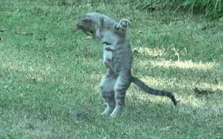GANGNAM CAT! GANGNAM CAT!