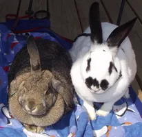 Willow & Skittles Willow & Skittles