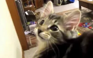 Ultimate Animals Making Funny Noises, funny fails, funny cat and dog