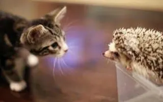 KITTEN MEETS HEDGEHOG KITTEN MEETS HEDGEHOG