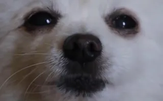 Gabe The Dog | My Time - bo en