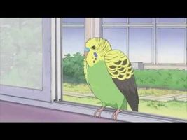 Nichijou - Parakeet Nichijou - Parakeet
