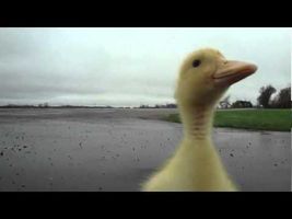 Cute Duck Chases Man Cute Duck Chases Man