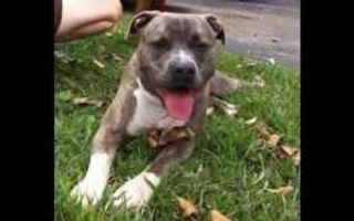 Some dogs you've just got to see! Pitbulls Some dogs you've just got to see! Pitbulls