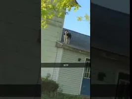 So I came home to a surprise (Original Video) So I came home to a surprise (Original Video)
