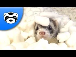 Cute Ferrets vs Packing Peanuts