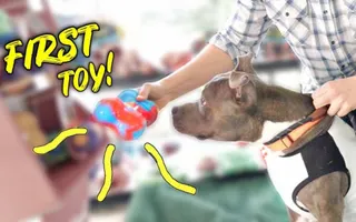 Buying a Homeless Dog an ENTIRE Pet Store! - Challenge Buying a Homeless Dog an ENTIRE Pet Store! - Challenge