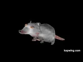 Rats Birthday Mixtape Rats Birthday Mixtape