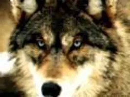 Wolf Generator Wolf Generator