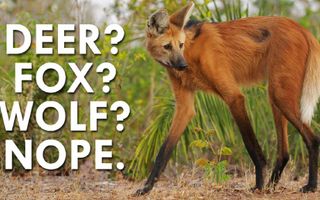 Not a Deer, Wolf or Fox, the Maned Wolf is Fascinating Not a Deer, Wolf or Fox, the Maned Wolf is Fascinating