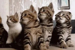 The Entire Story Of Purim, As Told By Cat GIFs The Entire Story Of Purim, As Told By Cat GIFs