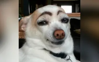 Funny Dog Vines 2014