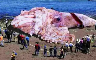 Abnormally Large Animals That Are Actually Real Abnormally Large Animals That Are Actually Real
