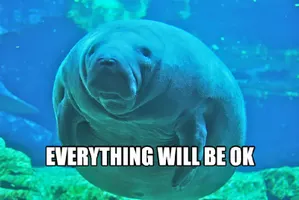 Calming Manatee Calming Manatee