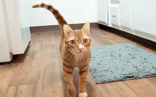 How Cats Say "I Love You" How Cats Say "I Love You"