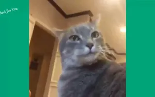 Funny Cats Vine Compilation 2015