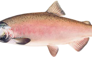 The Salmon of Capistrano