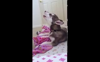 Balto howling Balto howling