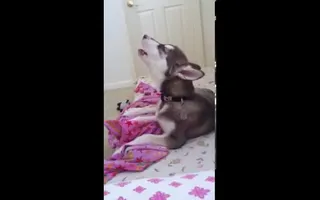 Balto howling Balto howling