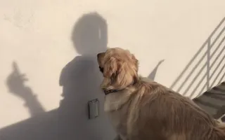 chica chases a light on the wall and almost gots it because she is a good girl