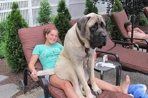 21 Dogs Who Don't Realize How Big They Are 21 Dogs Who Don't Realize How Big They Are