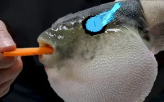 Pufferfish Eats Carrot and Sings Megalovania meme Pufferfish Eats Carrot and Sings Megalovania meme