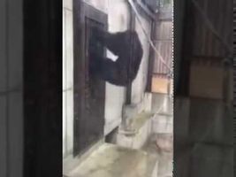 The monkey is furiously knocking at the door - Обезьяна неистово стучит в дверь - 猴子是疯狂地在敲门 The monkey is furiously knocking at the door - Обезьяна неистово стучит в дверь - 猴子是疯狂地在敲门