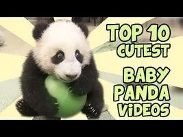TOP 10 CUTEST BABY PANDA VIDEOS TOP 10 CUTEST BABY PANDA VIDEOS